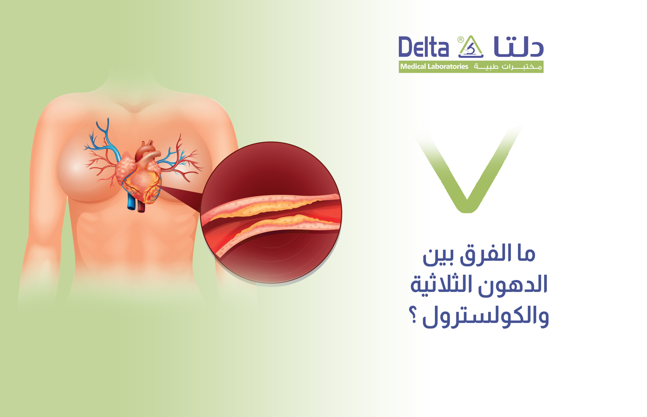 الفرق بين الدهون الثلاثية والكولسترول