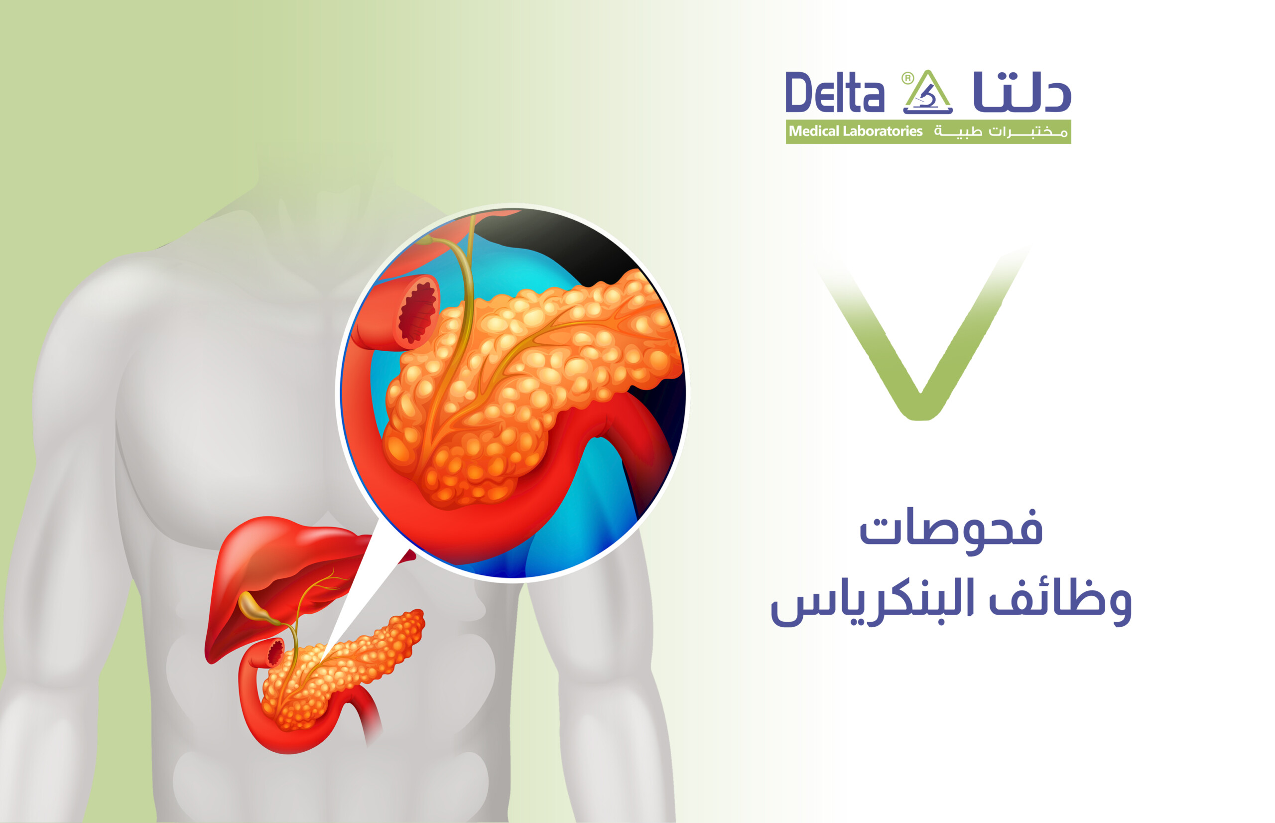 ما هي فحوصات وظائف البنكرياس