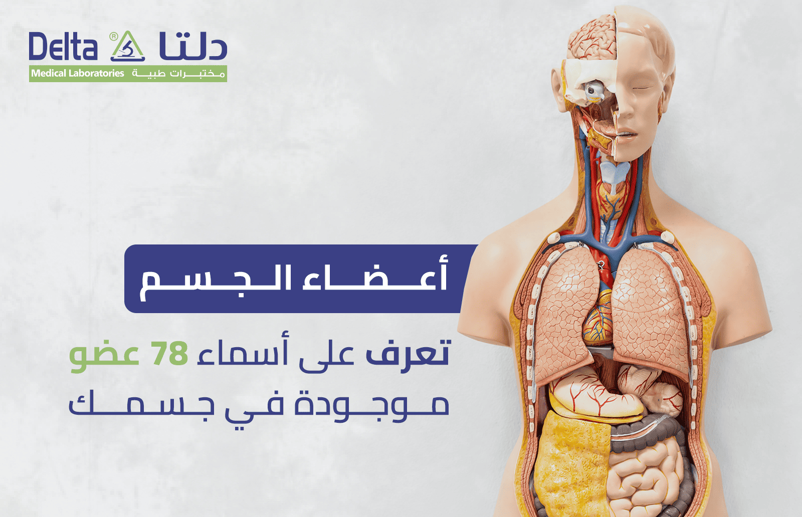 اعضاء الجسم: تعرف على أسماء 78 عضو موجود في جسمك