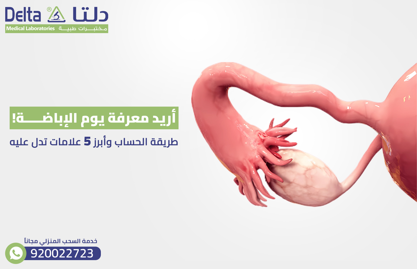 أريد معرفة يوم الإباضة ! طريقة الحساب وأبرز 5 علامات تدل عليه